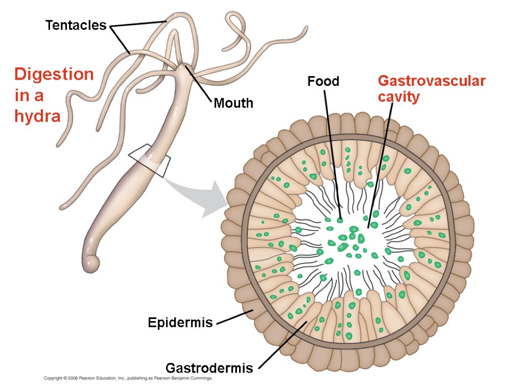 Digestion in a hydra Gastrovascular cavity Food Epidermis Mouth Tentacles Gastrodermis